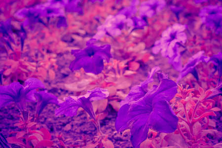 Trendy background color ultra violet flower concept of the year. Ultraviolet abstract backdrop.の写真素材