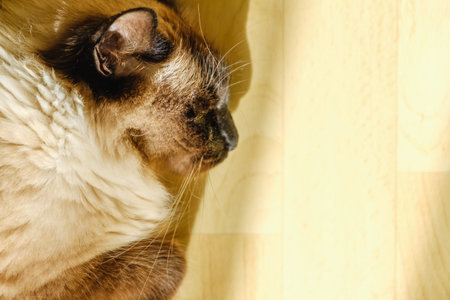 Cute Balinese cat lays comfortable in the afternoon sunlight that leaks into the living room. Feline...