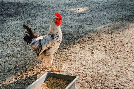 Rooster run along the sand on a rural farm.の写真素材