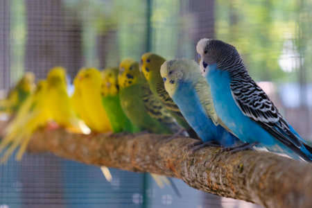 Lovebird parrots sitting together on a tree branch, love conceptの写真素材