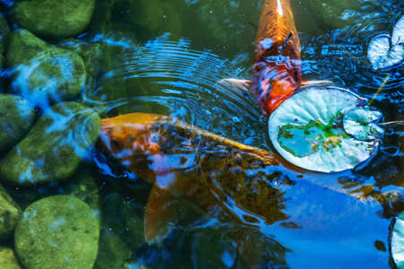 Japan Koifish Carp in Koi pond, KoiCarp in water lakeの写真素材