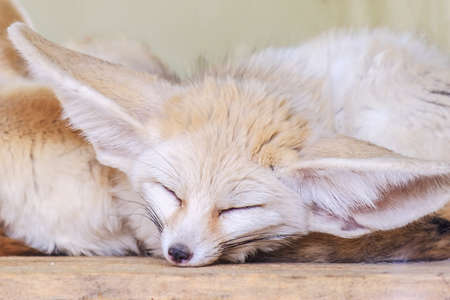 Fennec fox with big ears Vulpes zerda . Wildlife animal.の写真素材