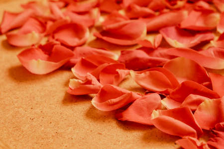 Red rose petals on wooden background, romantic floral conceptの写真素材