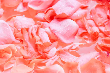 Red rose petals on wooden background, romantic floral conceptの写真素材