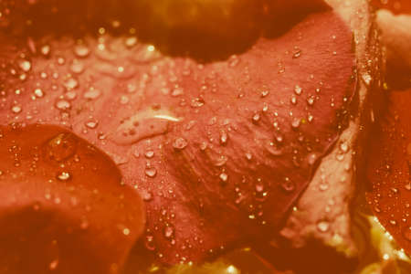 Red rose petals with water drops, romantic floral conceptの写真素材