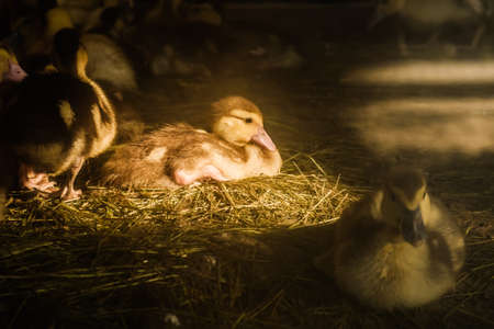 Many small domestic ducklings on the poultry yard walk on the green grass on the farm. economyの写真素材