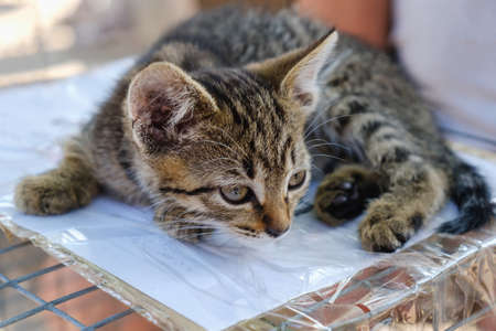 adorable cute tabby kitten sitting on white backgroundの写真素材