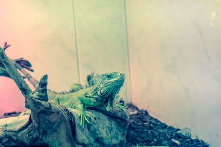 Green Iguana on branch, reptile animal lizard close upの写真素材