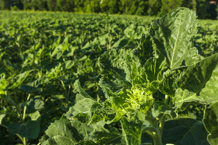 Rows of sugar beet in field. Rural scene. Crop and farming