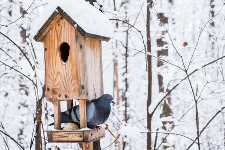 Birdhouse covered with snow in a winter cold forest and a pigeon birdの写真素材