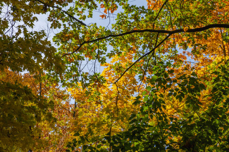 Red and Orange Autumn Leaves Background, season colorful leaf, fall