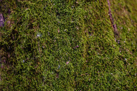 Moss on the forest ground green natural plant