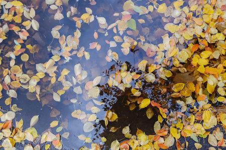 Rain splashing into a pond in the fall, autumn, puddle