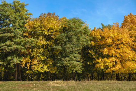 Red and yellow krones of autumn trees landscape, foliage forest