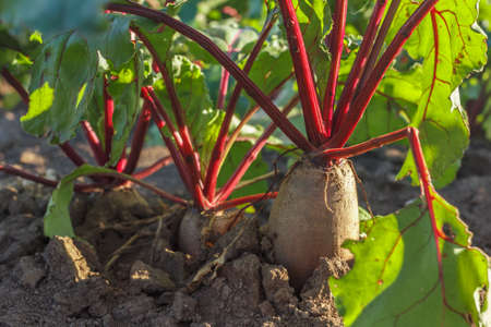 Rows of sugar beet in field. Rural scene. Crop and farmingの写真素材