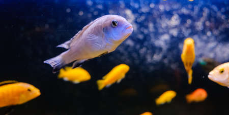 Exotic tropical fish closeup swimming underwater aquariumの写真素材