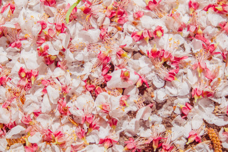 Fairy background Fallen on the ground petals blooming flowers apricot branch in spring garden