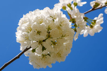 White cherry blossoms in spring sun with blue sky background