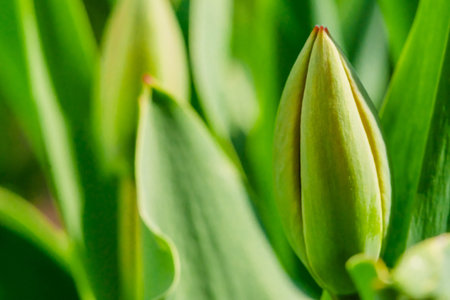 Green Tulip bud growing abstract background. Nature awakening, first flowers, thaw, looking for...