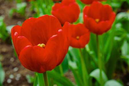 Group of red tulips in the park. Spring bloom landscape background.