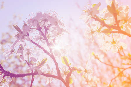 White cherry blossoms in spring sun with blue sky backgroundの写真素材