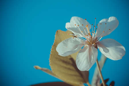 White cherry blossoms in spring sun with blue sky backgroundの写真素材