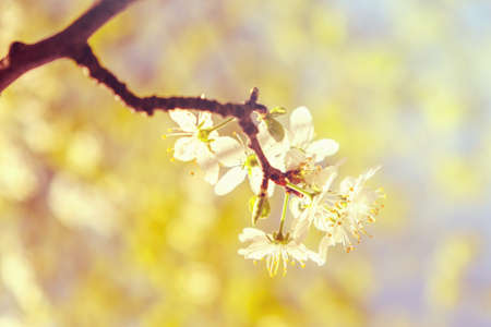 White cherry blossoms in spring sun with blue sky backgroundの写真素材