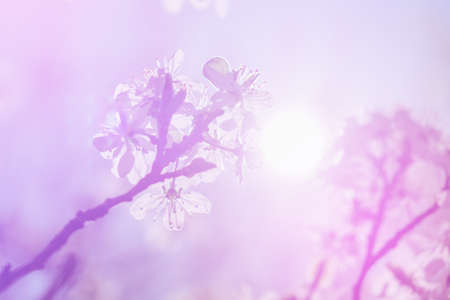 White cherry blossoms in spring sun with blue sky backgroundの写真素材