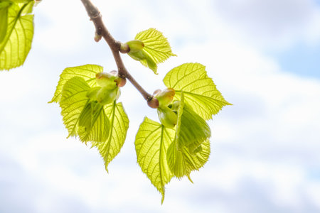 Natural sun flare with blue clouds sky and green leaves.