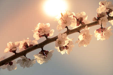 Blooming flowers apricot branch in spring garden against blue skyの写真素材