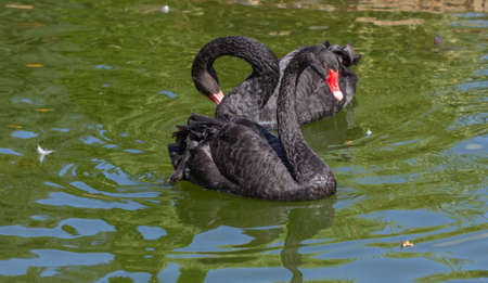 Black swan on lake water animal wild bird,  outdoor.の写真素材