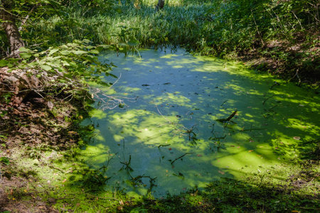 Mysterious morning time in swamp area landscape.の写真素材