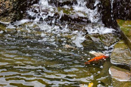 Carp in pond, colorful fish, japanese nature,  animal swimの写真素材