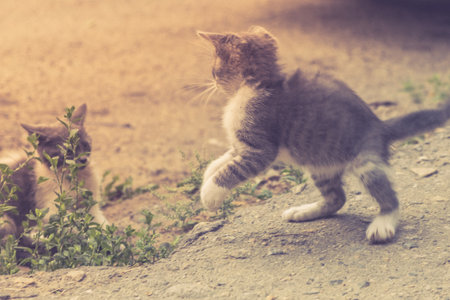 kitten cat stray cute pet animal feline. adorable baby.