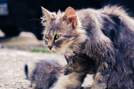 kitten cat stray cute pet animal feline. domestic shelter.の写真素材