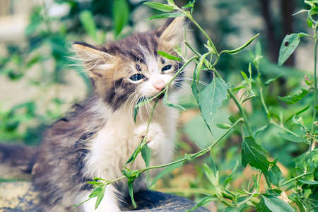 kitten cat stray cute pet animal feline. beautiful poor.の写真素材