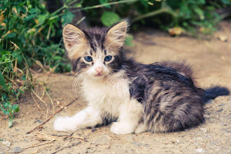 kitten cat stray cute pet animal feline. adorable domestic.の写真素材