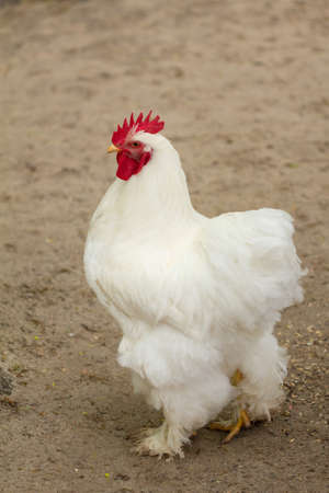 Poultry chicken on farm, hen livestock animal farming,  meat.の写真素材