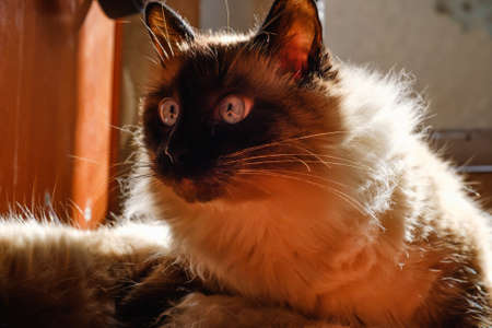 Pretty balinese domestic cat, pet relax on sun beam,  home kitty.の写真素材