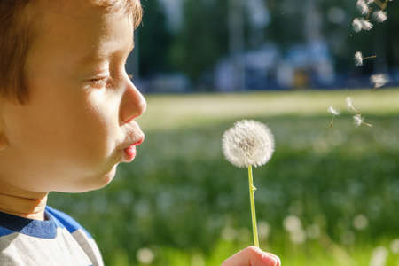 dandelion nature child little cute blowing childhood. leisure.の写真素材
