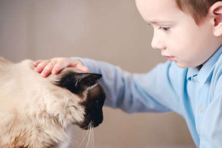 cat child balinese together play kid happy. cute boy.の写真素材