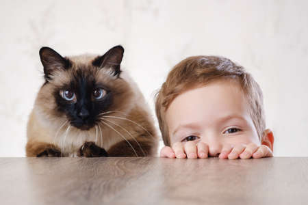 cat child balinese together play kid happy. animal young.の写真素材