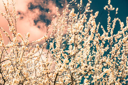 Blooming flowers apricot branch in spring garden against blue skyの写真素材