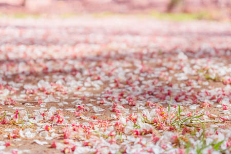 Fairy background Fallen on the ground petals blooming flowers apricot branch in spring gardenの写真素材