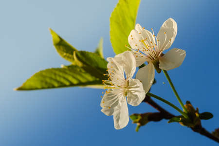 White cherry blossoms in spring sun with blue sky backgroundの写真素材