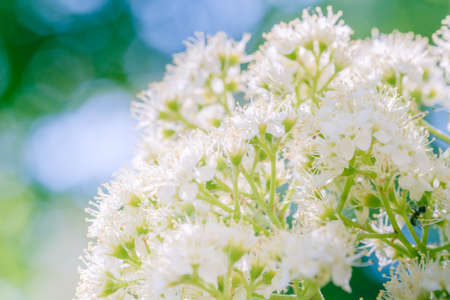 branch of blooming flower bird cherry in front of blue sky. Copy spaceの写真素材