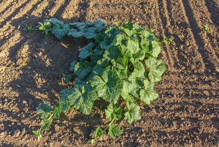 Agricalture grow plants and fields organic on blue sky background crop.