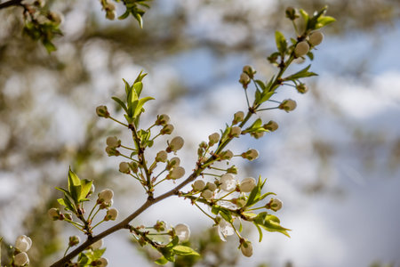 Branch with little flowers twig shrub in the garden at springtime. Abstract natural background.
