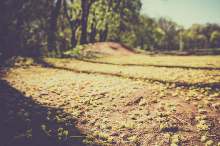 Seeds of trees on the ground in the spring, the awakening of nature after winter.の写真素材