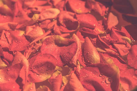 Trendy background color ultra violet rose flower with water drops concept of the year. Ultraviolet abstract backdrop.の写真素材